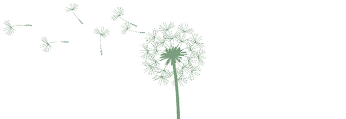 Dandelion Illustration