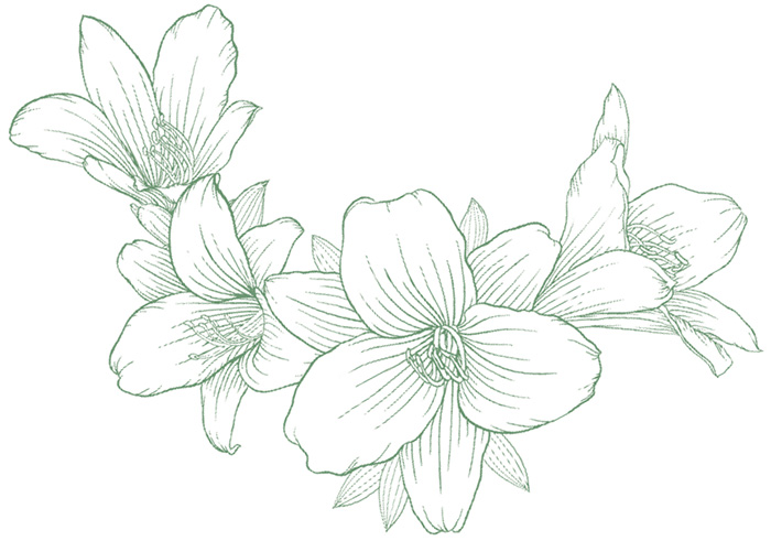 Flower Illustration