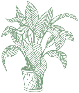 Pot Plant Illustration